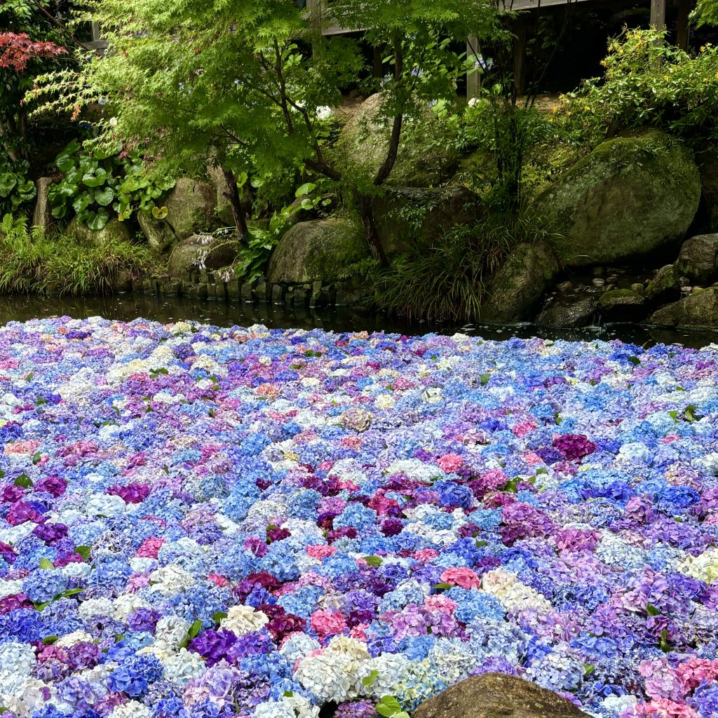 孔雀といえば・・