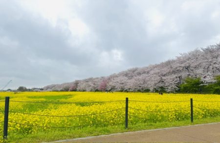 桜まつり