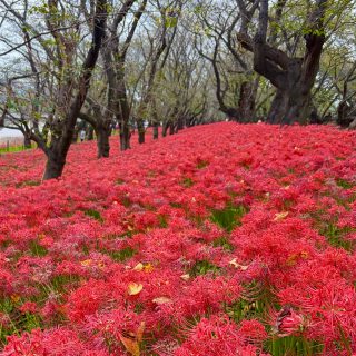 きく散歩
